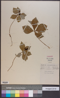 Cornus canadensis image