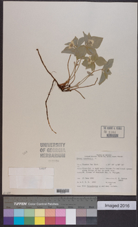 Cornus canadensis image