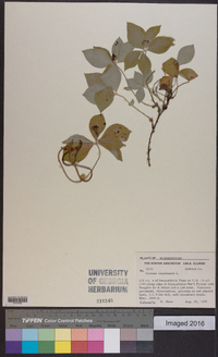 Cornus canadensis image