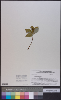 Cornus canadensis image