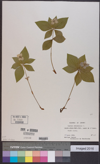 Cornus canadensis image