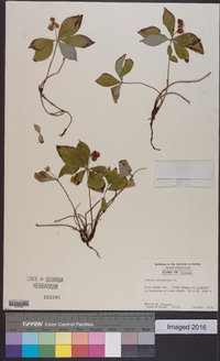 Cornus canadensis image