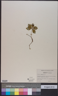 Cornus canadensis image