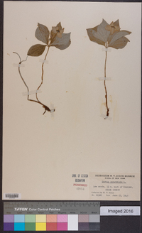 Cornus canadensis image