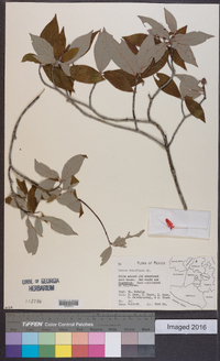 Cornus disciflora image