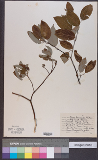 Cornus drummondii image