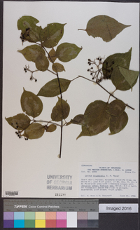 Cornus drummondii image