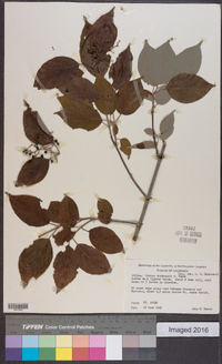 Cornus drummondii image