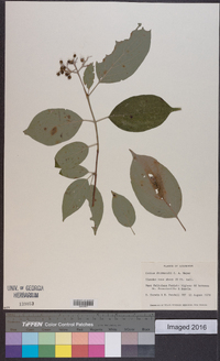 Cornus drummondii image