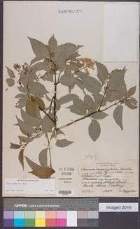 Cornus drummondii image