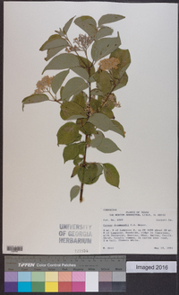 Cornus drummondii image