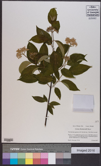 Cornus drummondii image