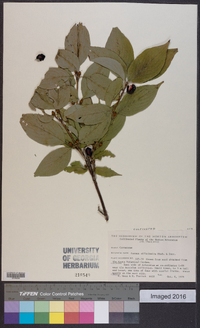 Cornus officinalis image