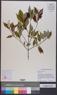 Cornus racemosa image