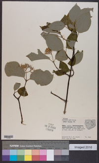 Cornus rugosa image