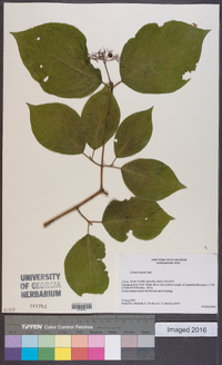 Cornus rugosa image