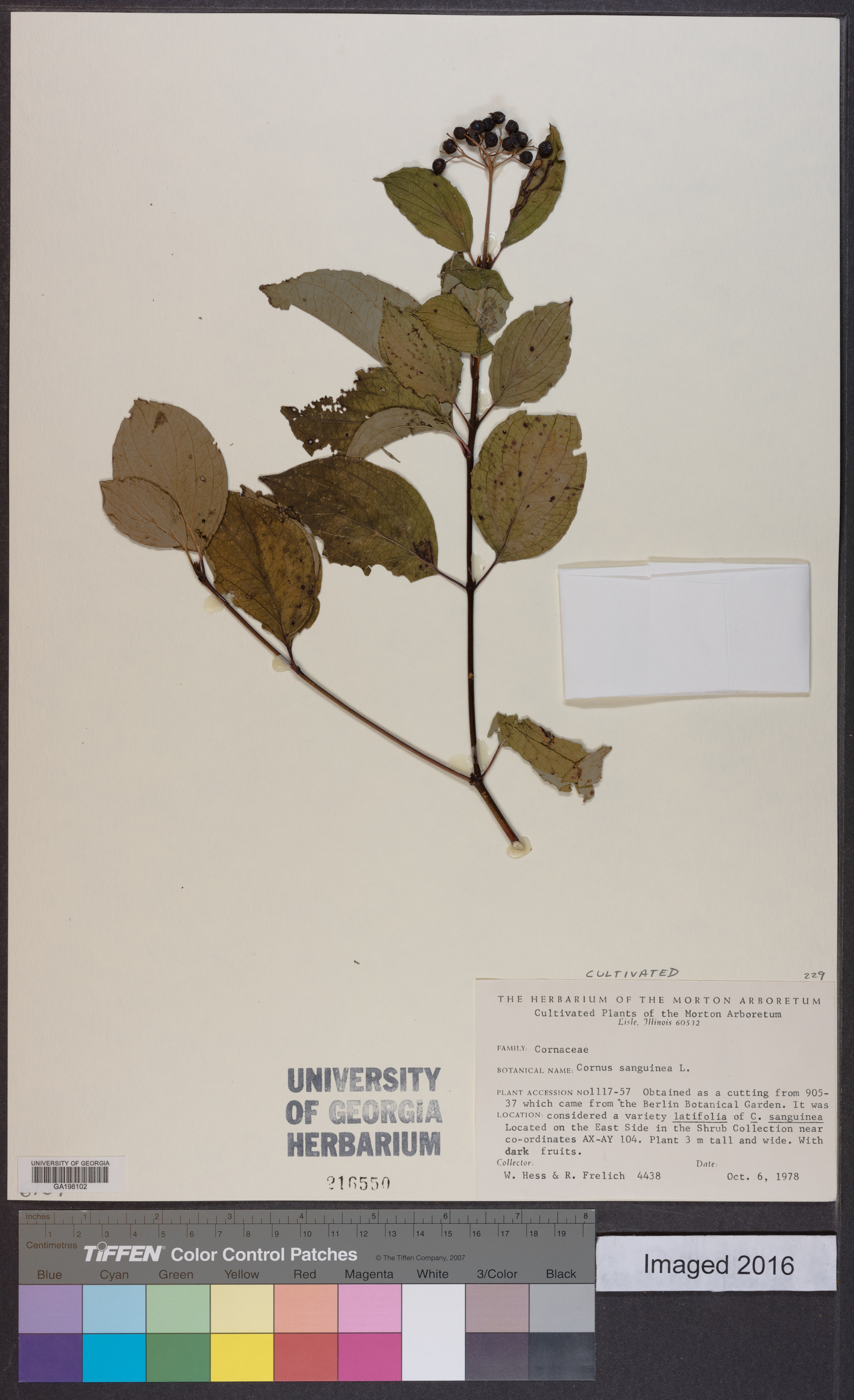 Cornus sanguinea image