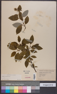 Cornus sericea subsp. sericea image