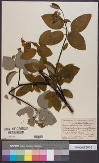 Cornus sericea subsp. sericea image