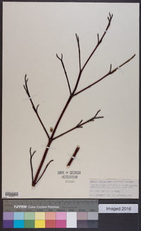 Cornus sericea subsp. sericea image