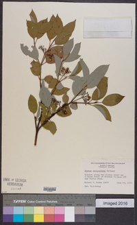 Cornus sericea subsp. sericea image