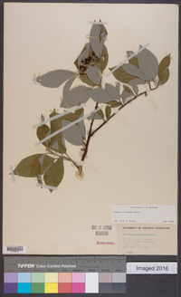 Cornus sericea subsp. sericea image