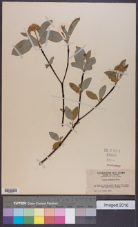 Cornus sericea subsp. sericea image