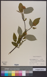 Cornus sericea subsp. sericea image