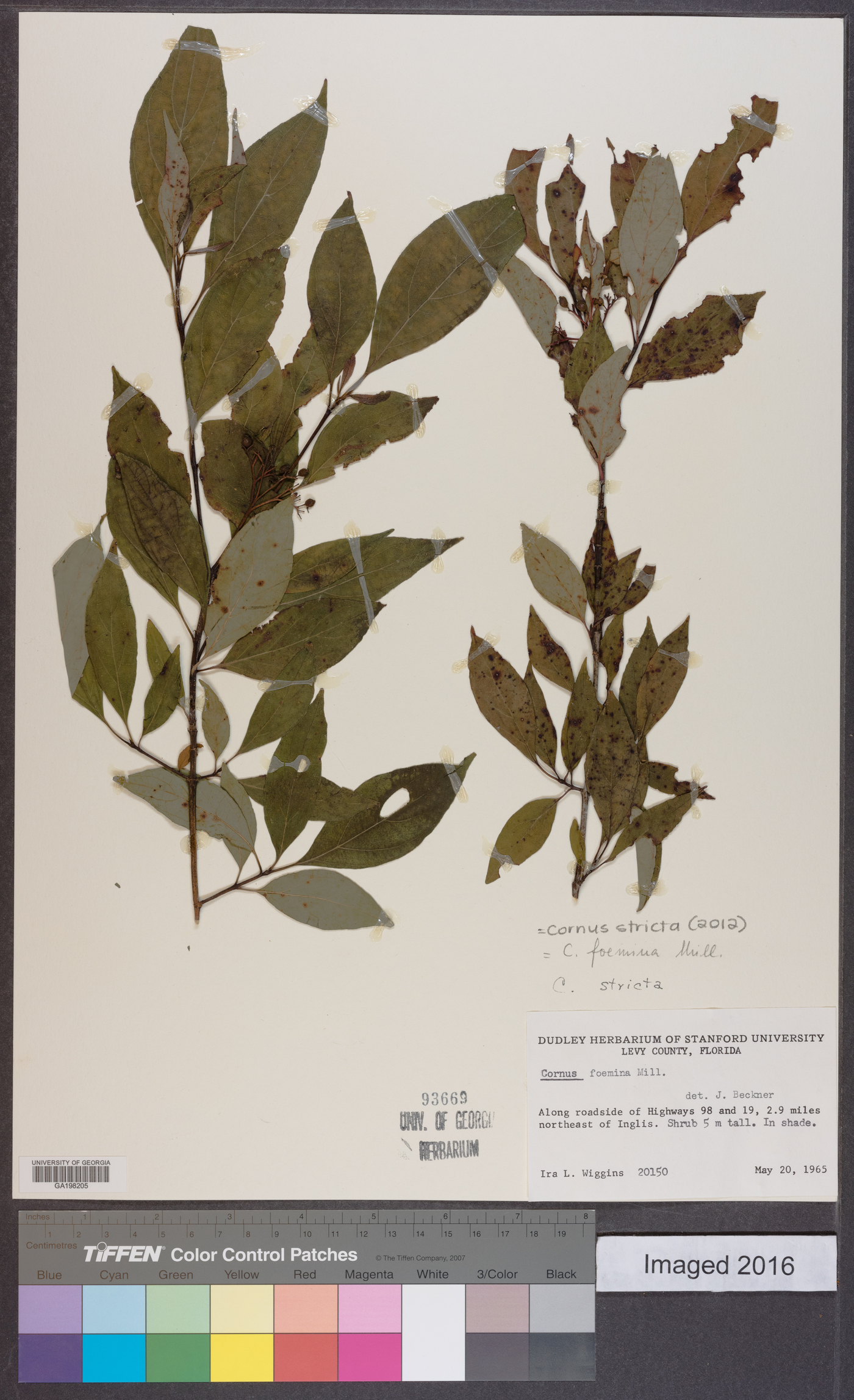 Cornus stricta image