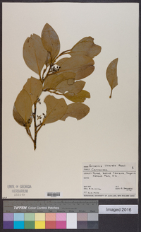 Griselinia littoralis image