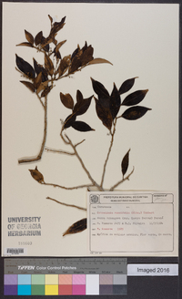 Griselinia ruscifolia image