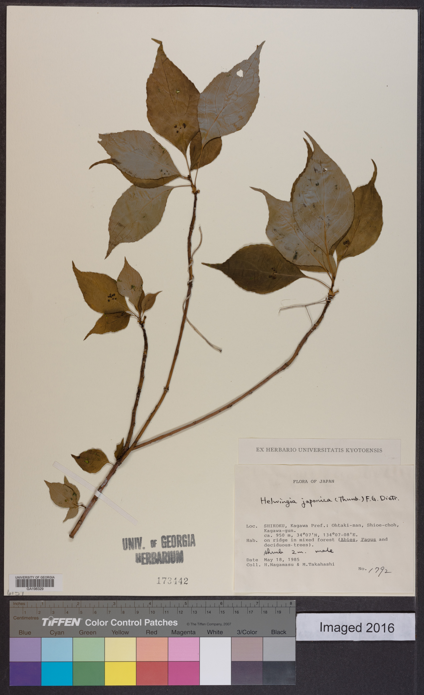 Helwingia japonica image