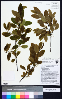 Nyssa sylvatica var. biflora image