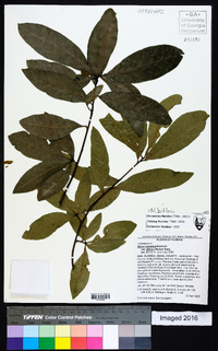 Nyssa sylvatica var. biflora image