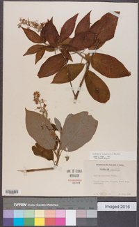 Clethra acuminata image