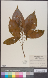 Clethra acuminata image