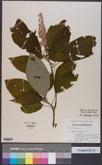 Clethra acuminata image