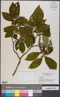 Clethra acuminata image