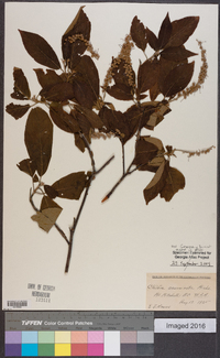 Clethra acuminata image