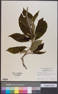 Clethra acuminata image