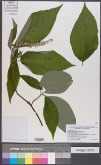 Clethra acuminata image