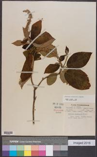 Clethra acuminata image