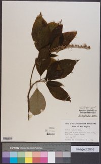 Clethra acuminata image