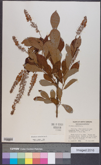 Clethra alnifolia image