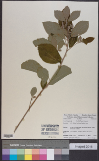 Clethra alnifolia image