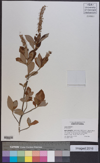 Clethra alnifolia image