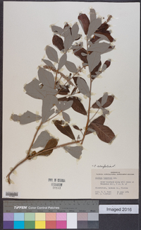 Clethra alnifolia image