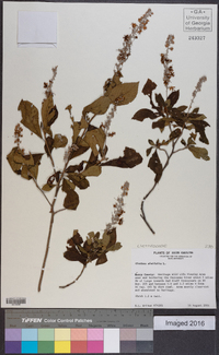 Clethra alnifolia image