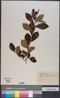 Clethra alnifolia image