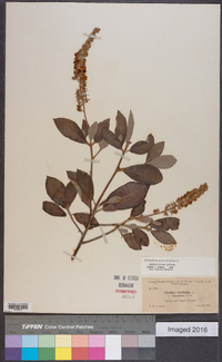 Clethra alnifolia image